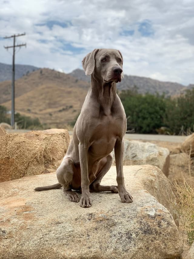 Weimaraner Puppies media 15