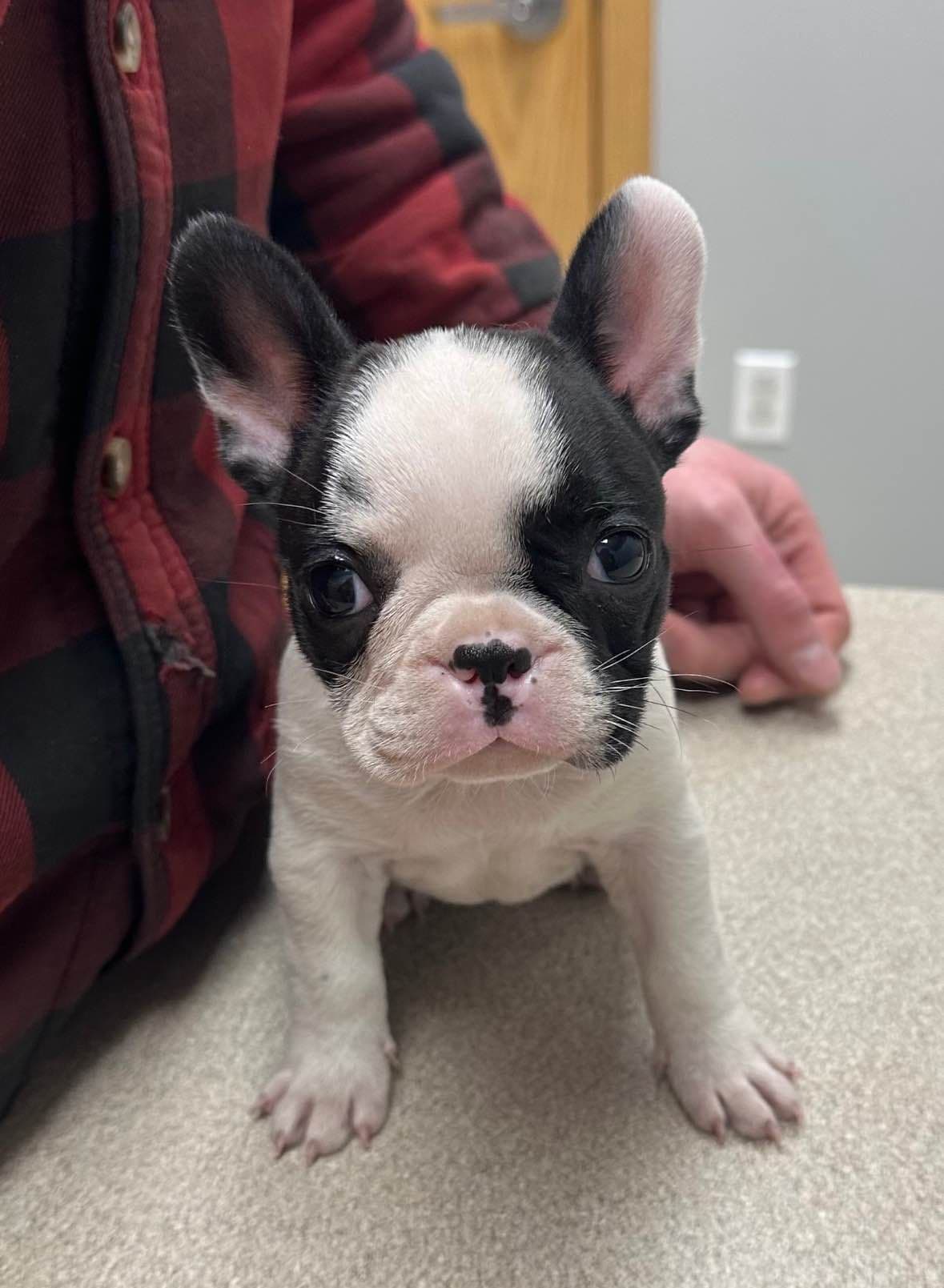 Traditional Small Sized Boston Terrier Male breeder image 5
