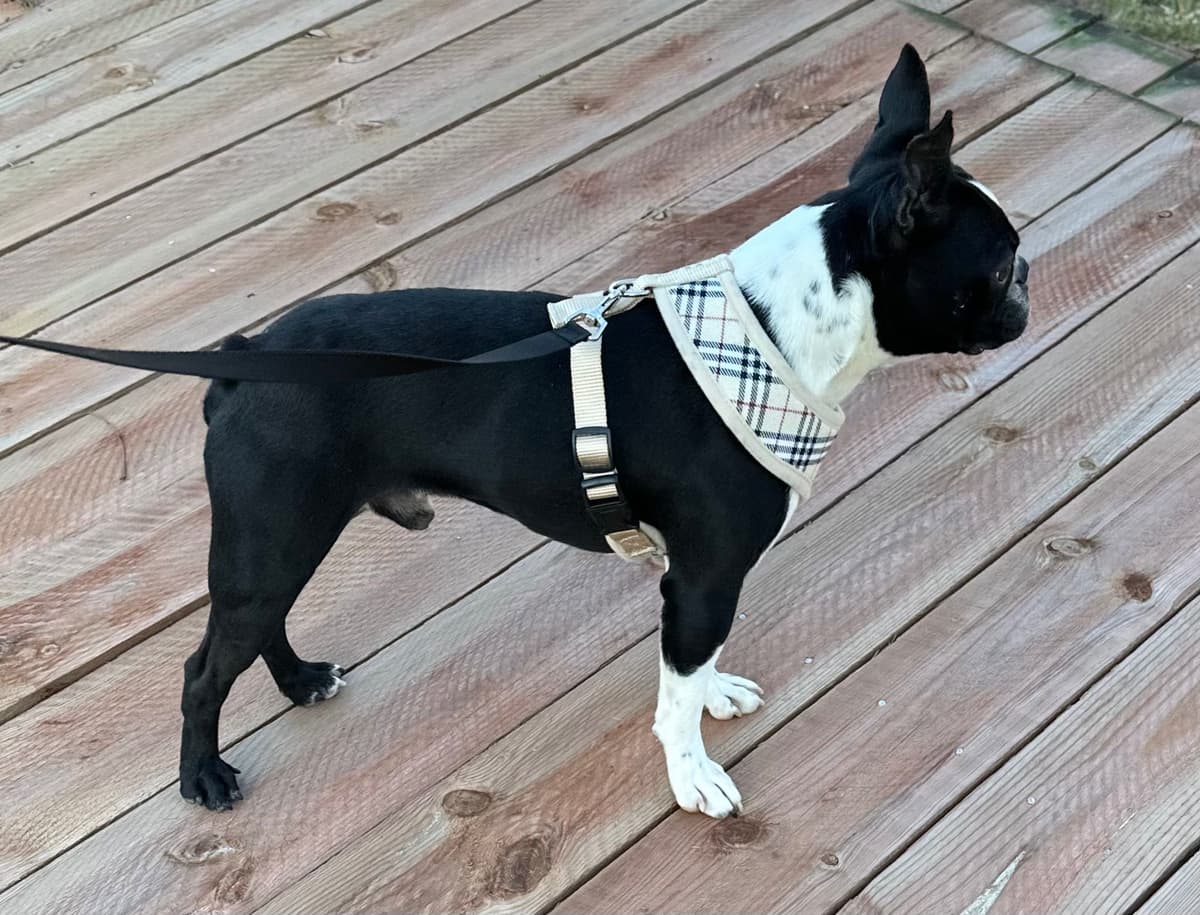 Traditional Small Sized Boston Terrier Male breeder image 4