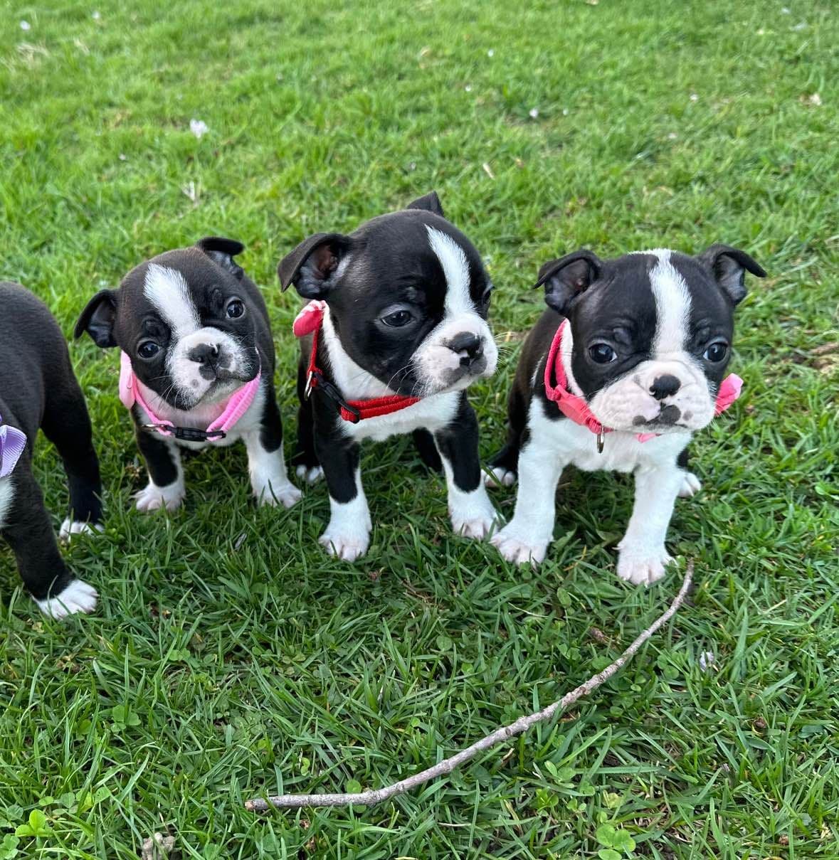 Traditional Small Sized Boston Terrier Male breeder image 6