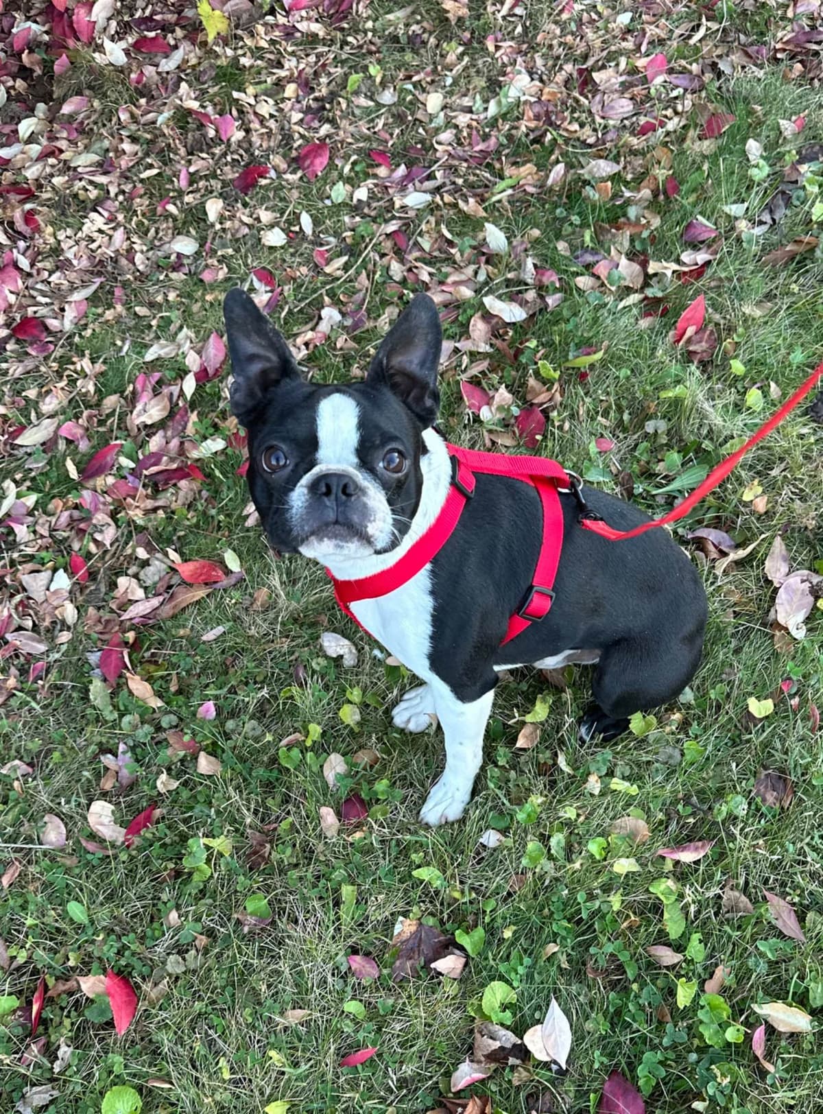 Traditional Small Sized Boston Terrier Male breeder image 7