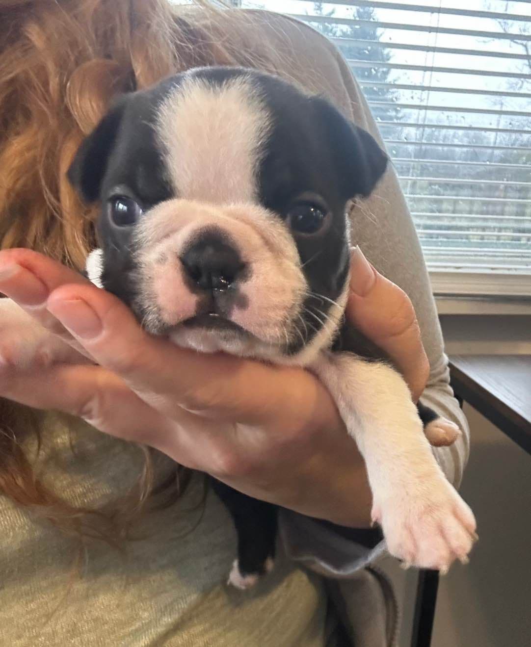 Traditional Small Sized Boston Terrier Male breeder image 1