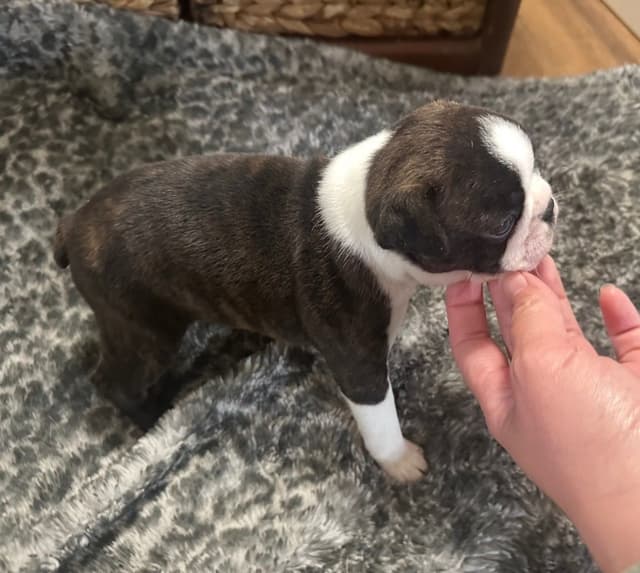 Traditional Small Sized Boston Terrier Male media 16