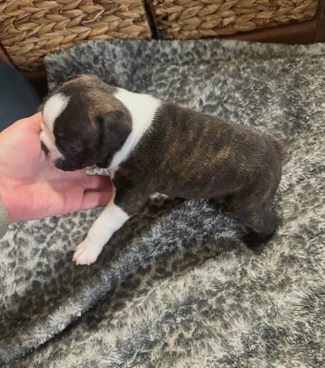 Traditional Small Sized Boston Terrier Male media 17