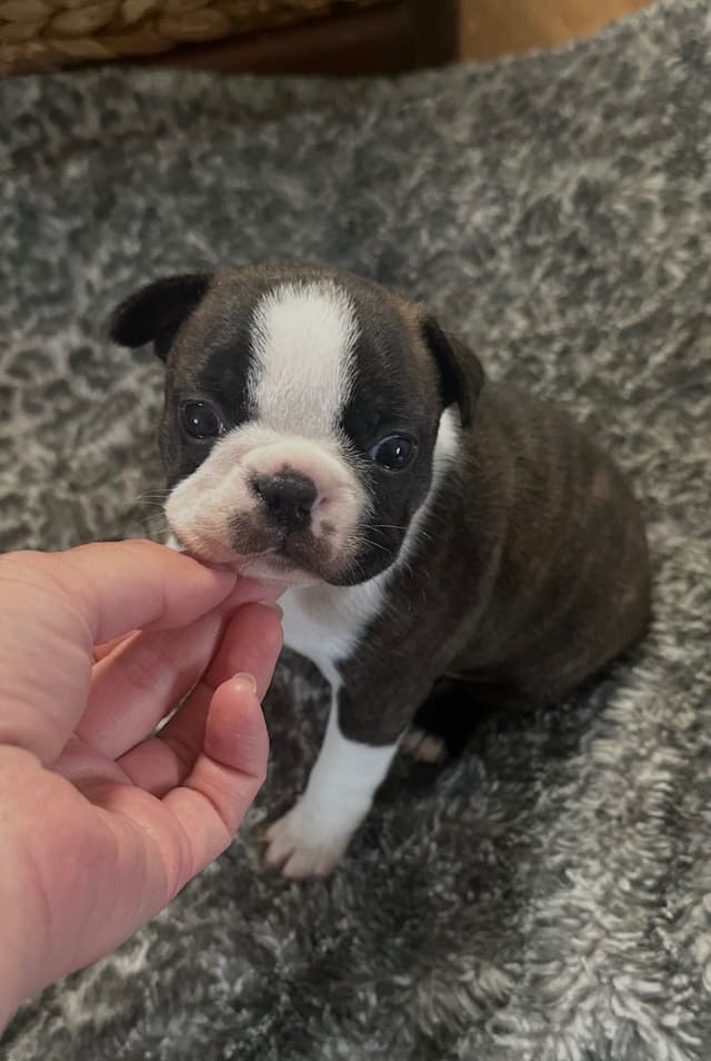 Traditional Small Sized Boston Terrier Male media 15