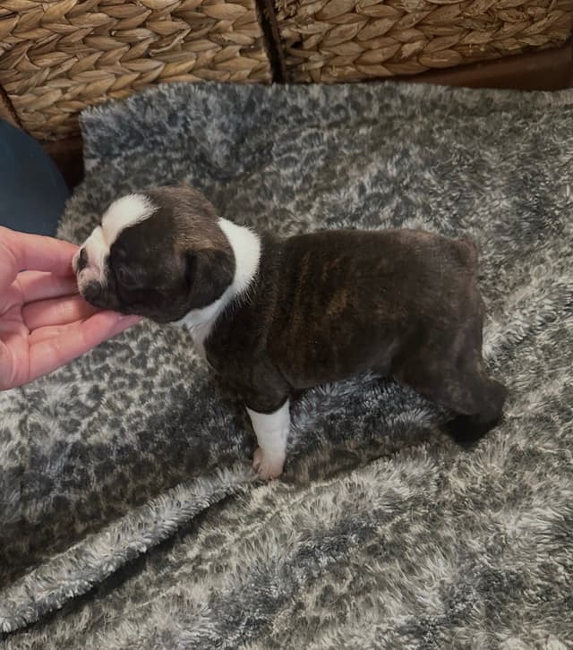 Traditional Small Sized Boston Terrier Male media 19