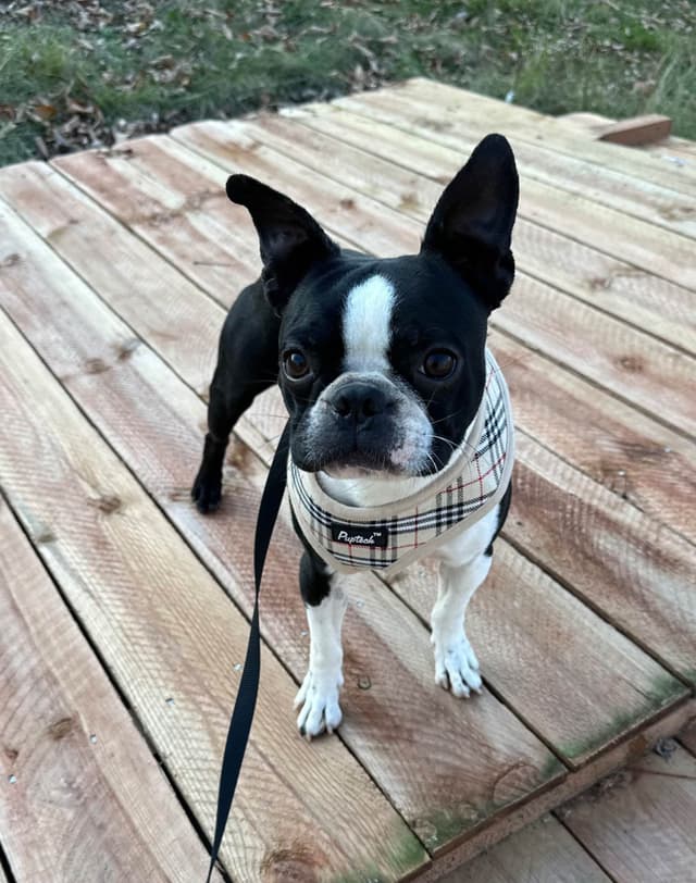 Traditional Small Sized Boston Terrier Male media 20