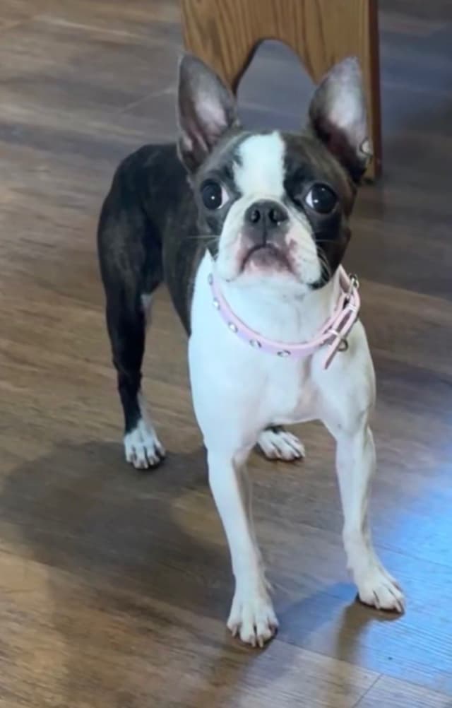 Traditional Small Sized Boston Terrier Male media 24