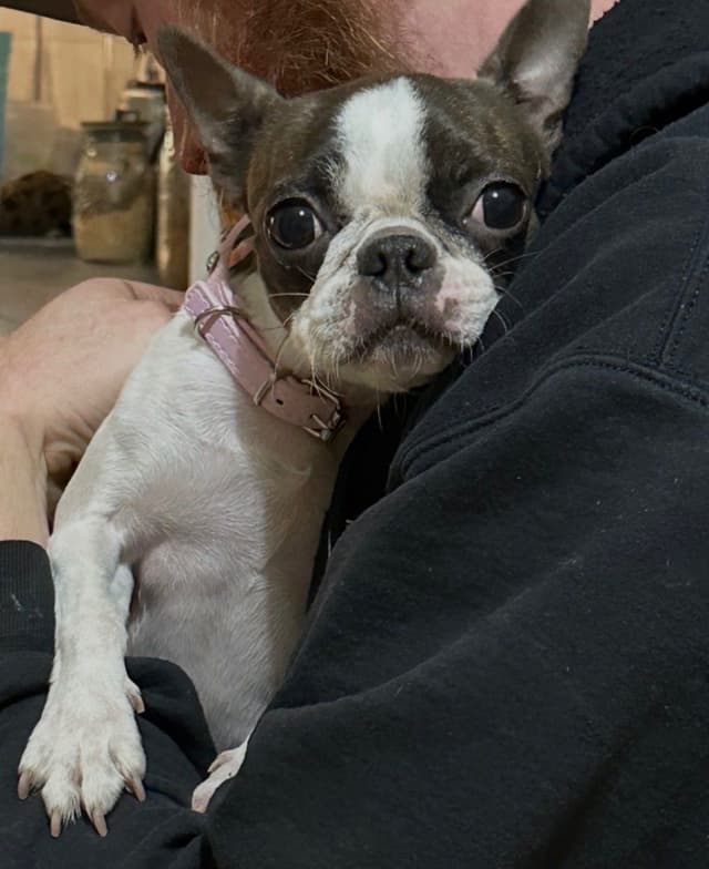 Traditional Small Sized Boston Terrier Male media 23
