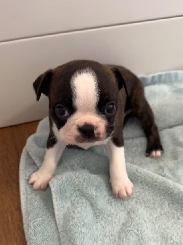 Traditional Small Sized Boston Terrier Male media 5