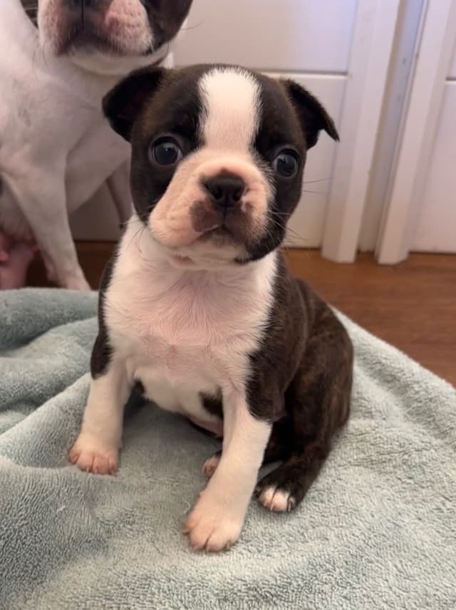 Traditional Small Sized Boston Terrier Male media 2