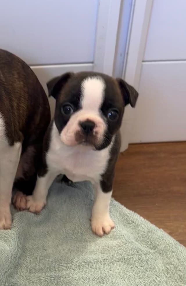 Traditional Small Sized Boston Terrier Male media 3