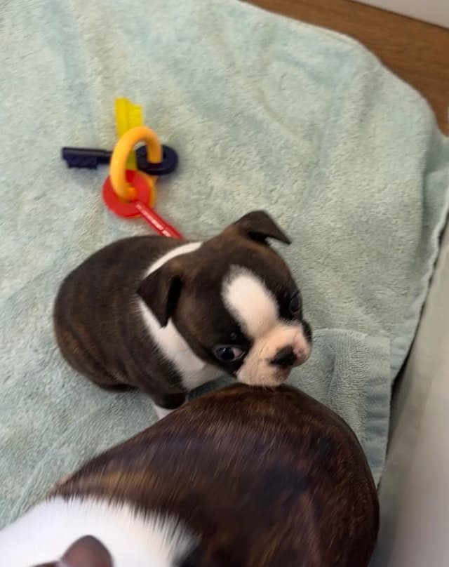 Traditional Small Sized Boston Terrier Male media 6
