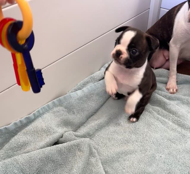 Traditional Small Sized Boston Terrier Male media 8