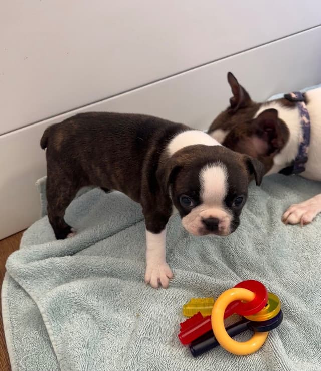 Traditional Small Sized Boston Terrier Male media 4