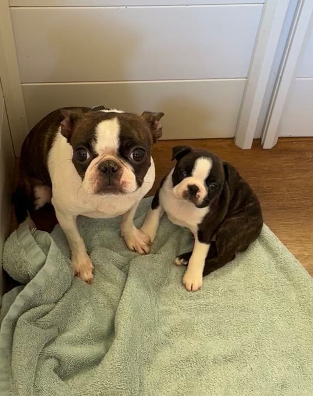 Traditional Small Sized Boston Terrier Male media 9