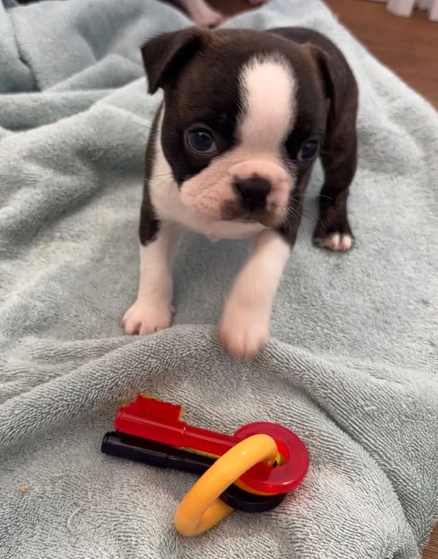 Traditional Small Sized Boston Terrier Male media 11