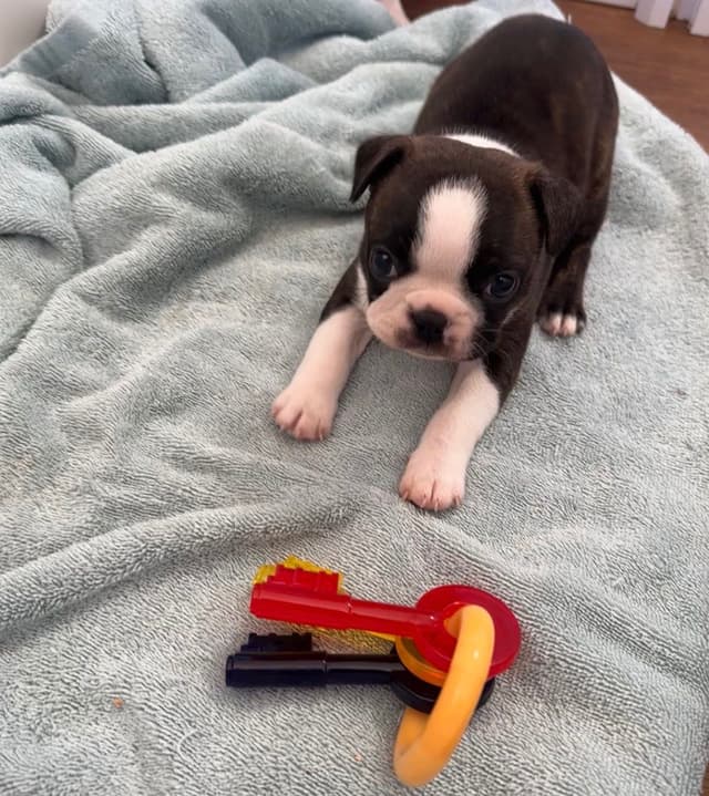 Traditional Small Sized Boston Terrier Male media 12