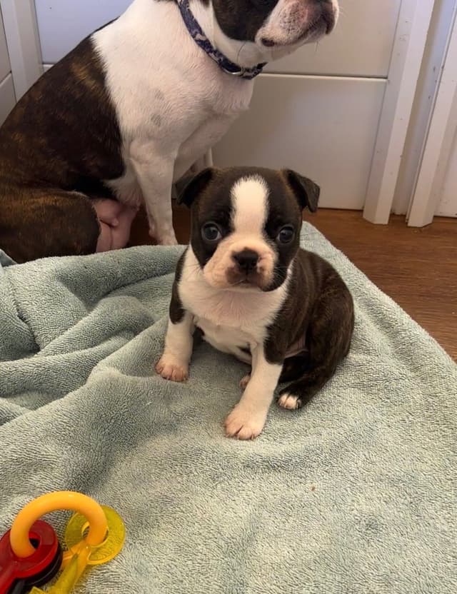 Traditional Small Sized Boston Terrier Male media 13