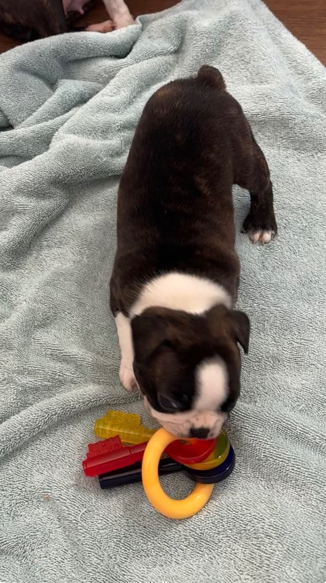Traditional Small Sized Boston Terrier Male media 14