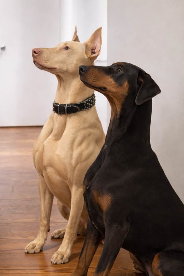 Doberman Pinscher Puppies media 6