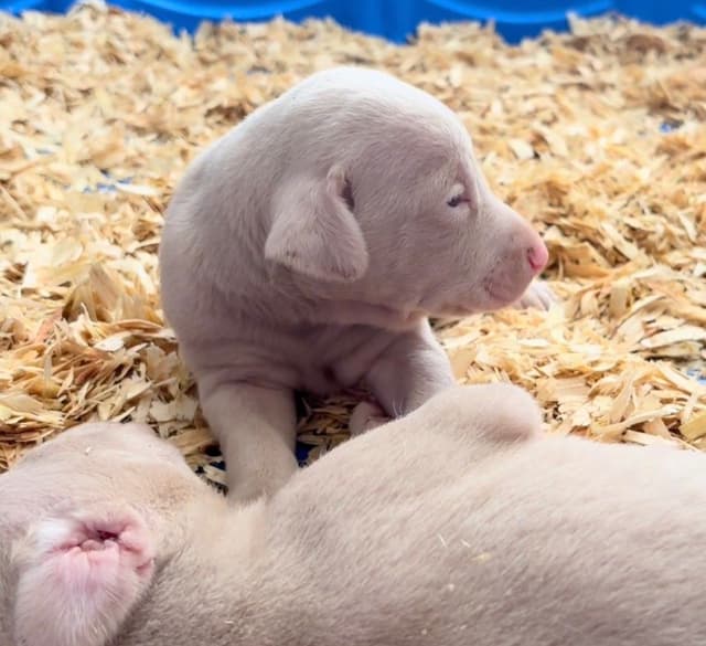 Doberman Pinscher Puppies media 3