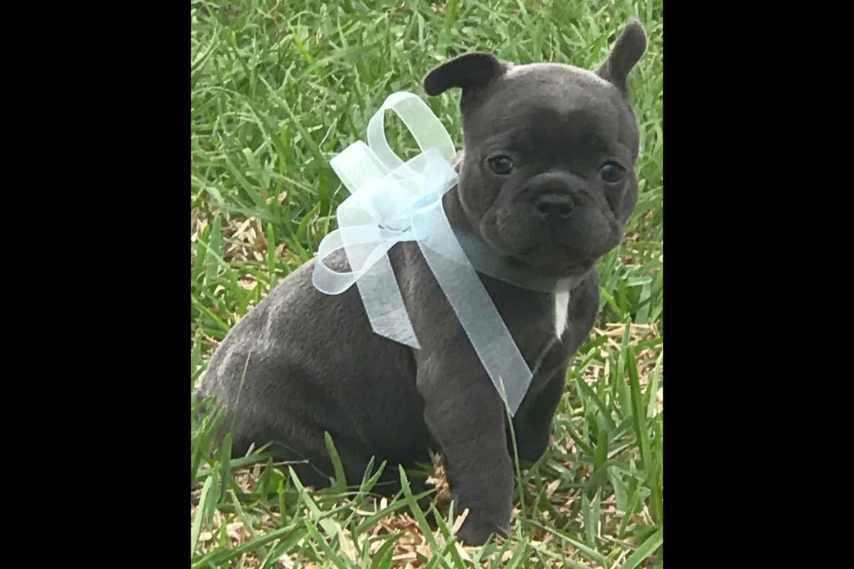 French Bulldog Puppies breeder image 3