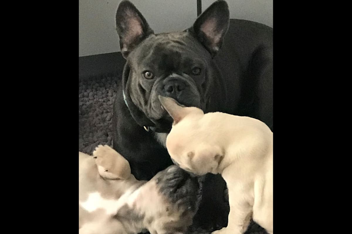 French Bulldog Puppies breeder image 4