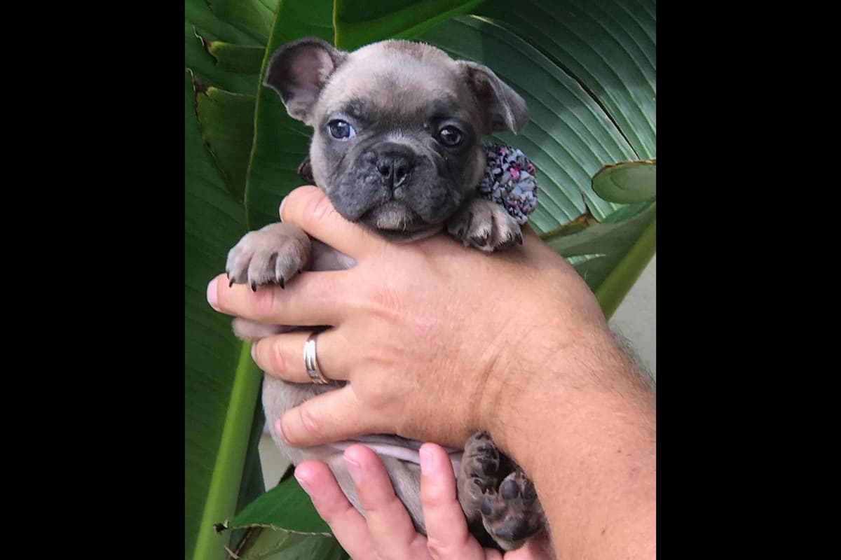 French Bulldog Puppies breeder image 5