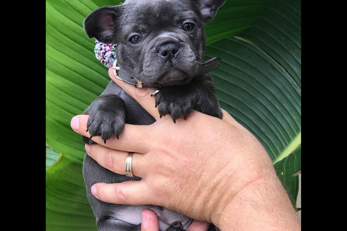 French Bulldog Puppies breeder image 6