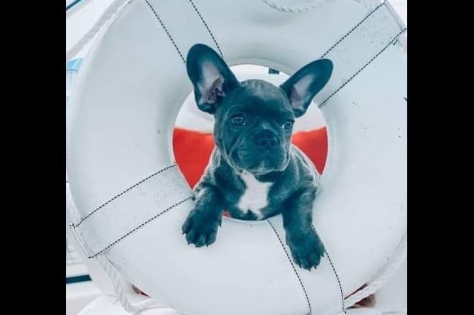 French Bulldog Puppies breeder image 8