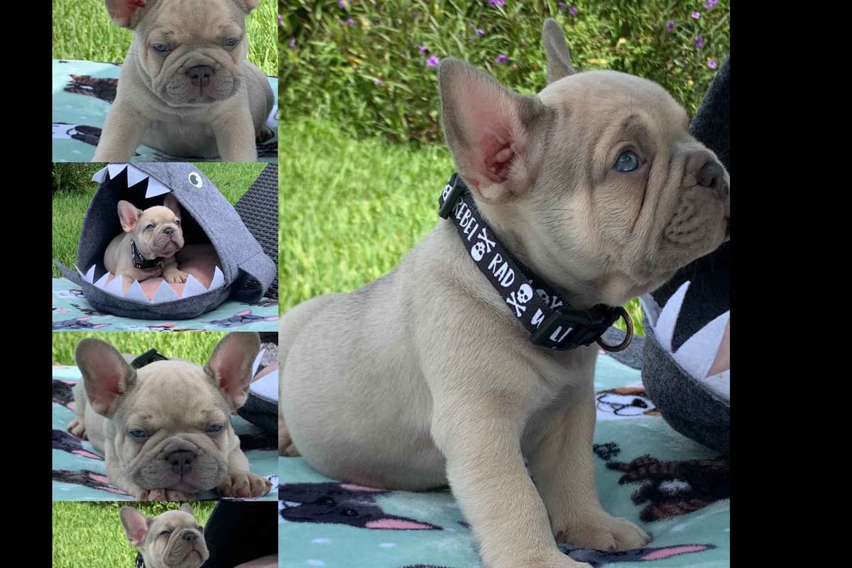 French Bulldog Puppies breeder image 9