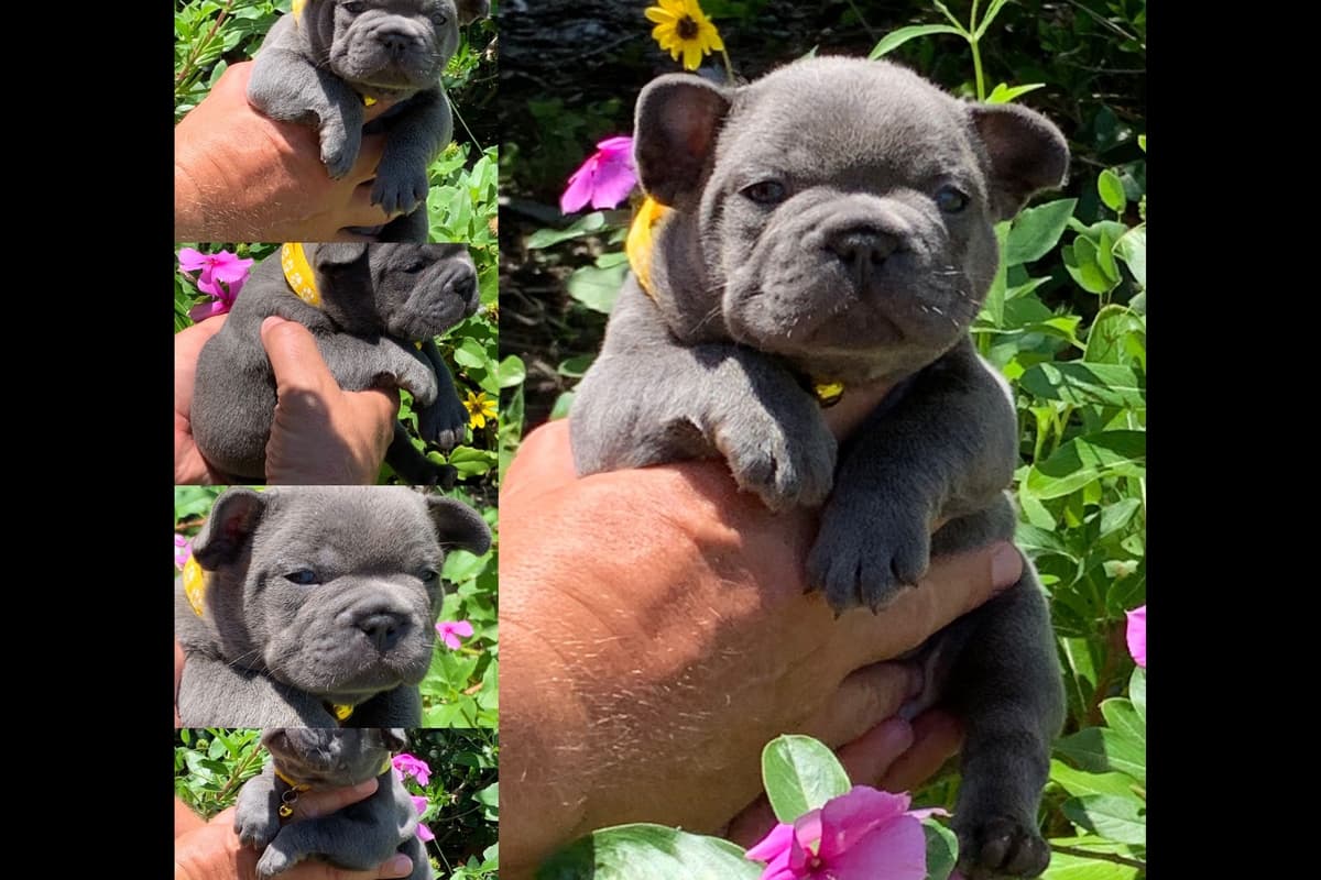 French Bulldog Puppies breeder image 11