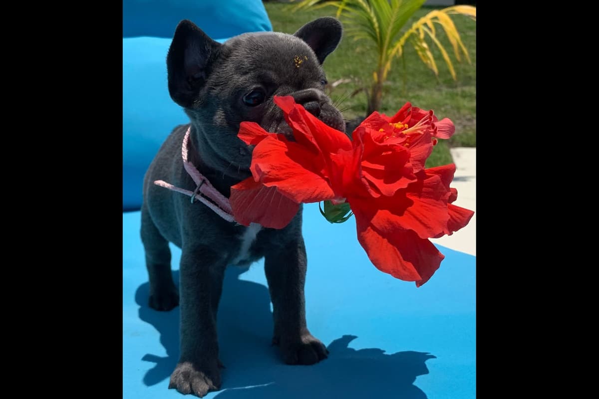French Bulldog Puppies breeder image 13
