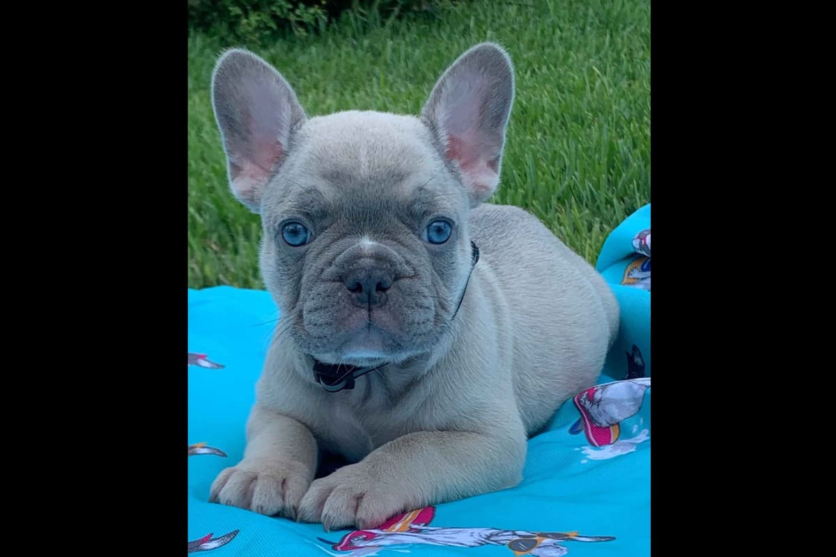 French Bulldog Puppies breeder image 2