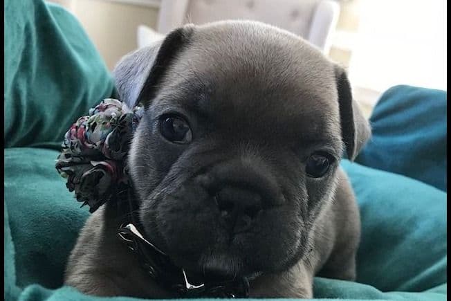 French Bulldog Puppies breeder image 15