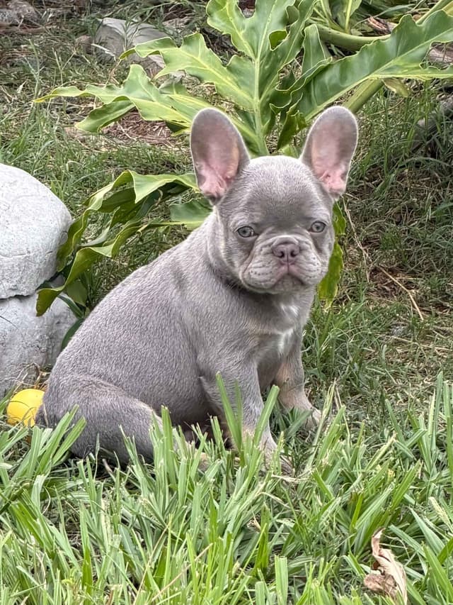 French Bulldog Puppies media 4