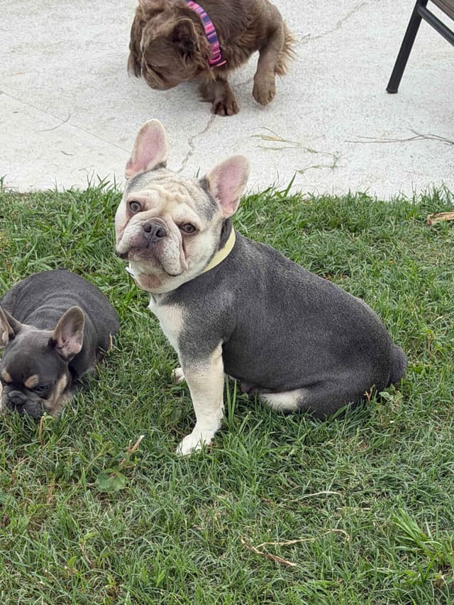 French Bulldog Puppies media 6