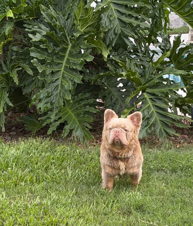 French Bulldog Puppies media 7