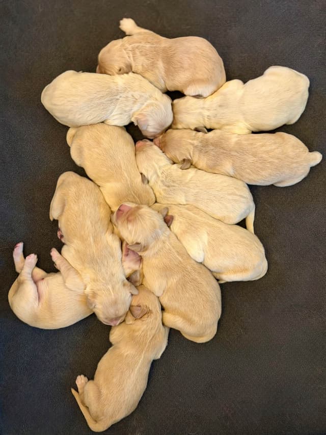 Golden Retriever Puppies media 9