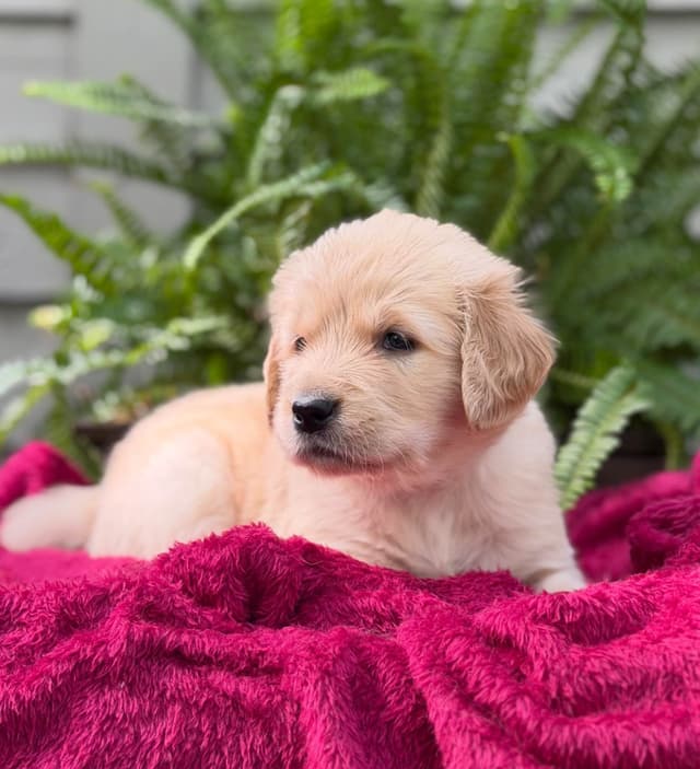 Golden Retriever Puppies media 6