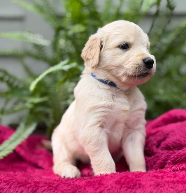 Golden Retriever Puppies media 11