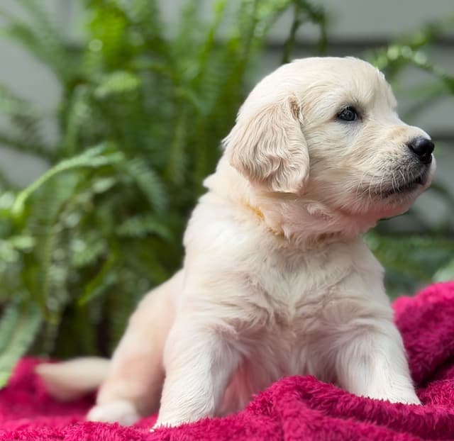 Golden Retriever Puppies media 13
