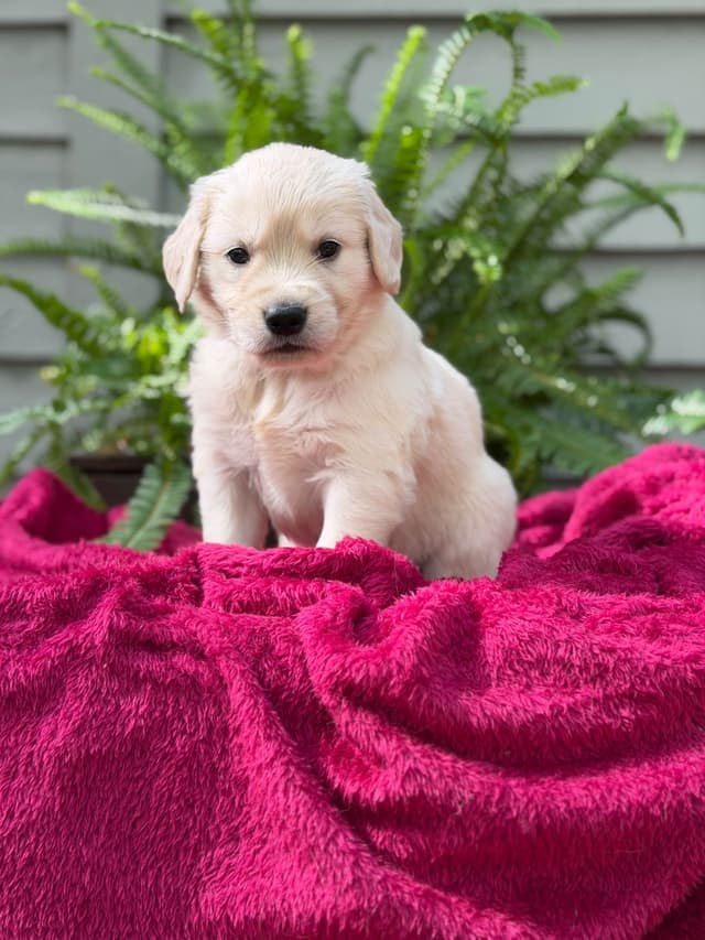Golden Retriever Puppies media 15