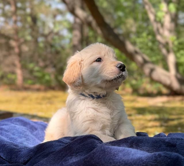 Golden Retriever Puppies media 2
