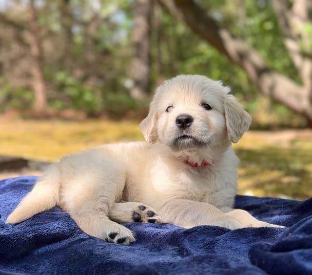 Golden Retriever Puppies media 3