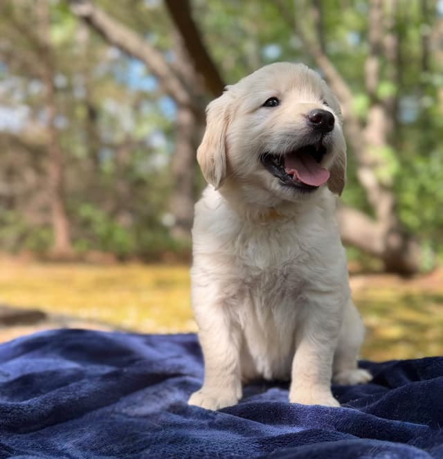 Golden Retriever Puppies media 17
