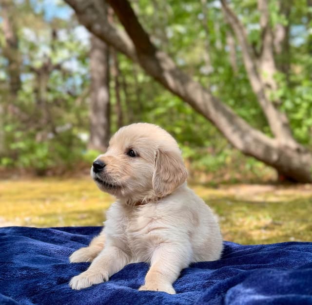 Golden Retriever Puppies media 18