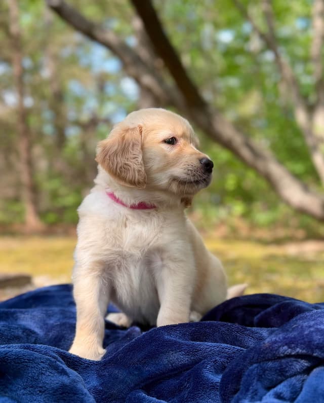 Golden Retriever Puppies media 14