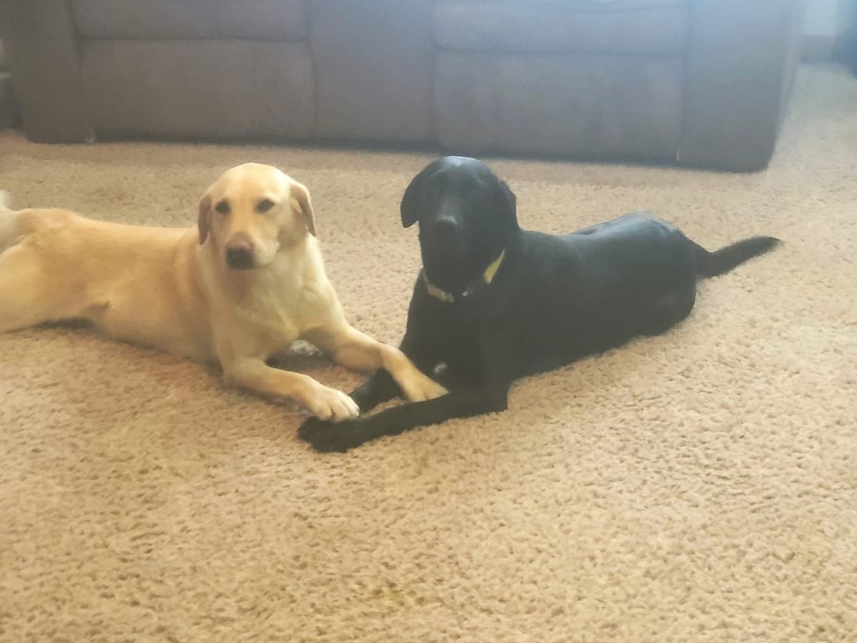 Labrador Retriever Puppies breeder image 2